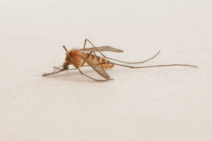 Eine Stechmücke, Culicidae, auf einem Blatt Papier, Makroaufnahme Eine Stechmücke, Culicidae, auf einem Blatt Papier, Makroaufnahme